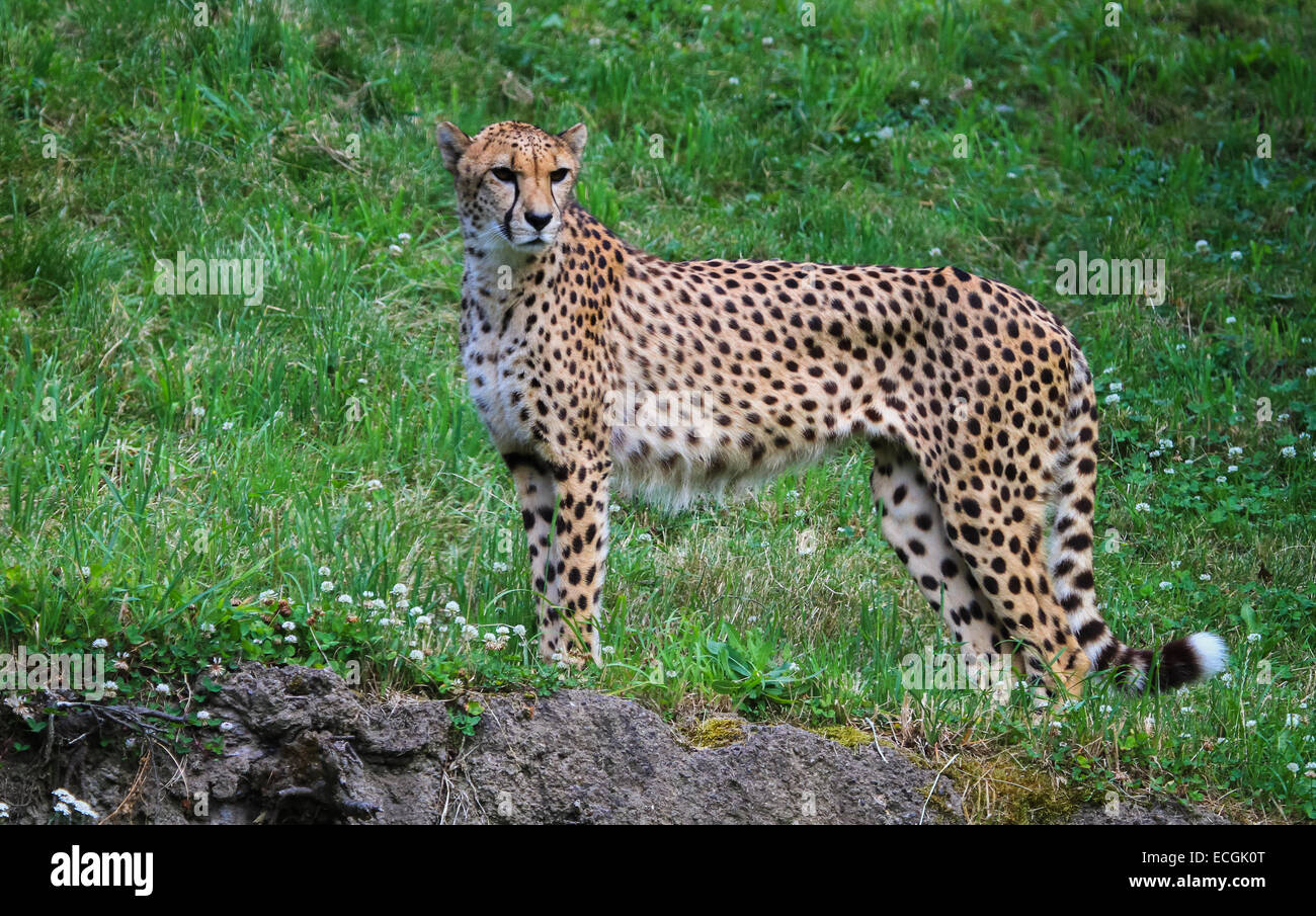 Cheetah Standing Proudly Stock Photo