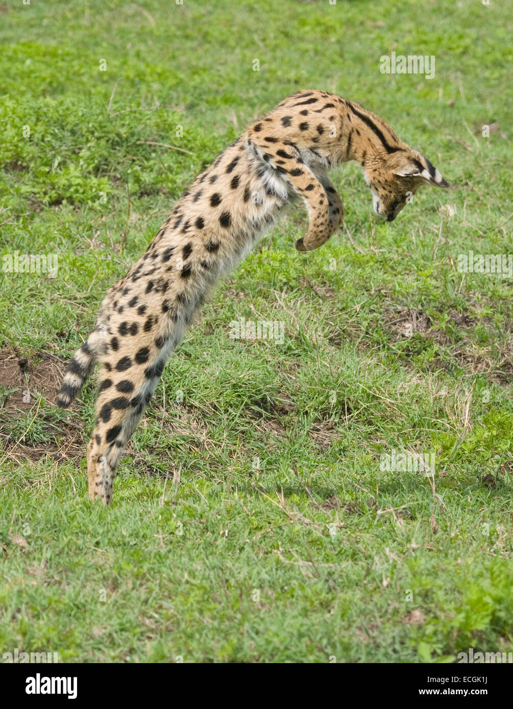 Serval cat jumping in plains Stock Photo