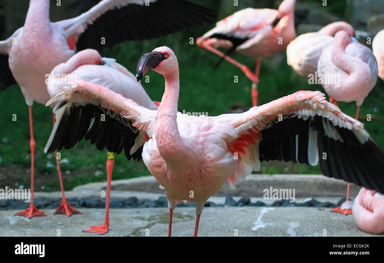 Lesser Flamingos Preening and Drying their Wings Stock Photo