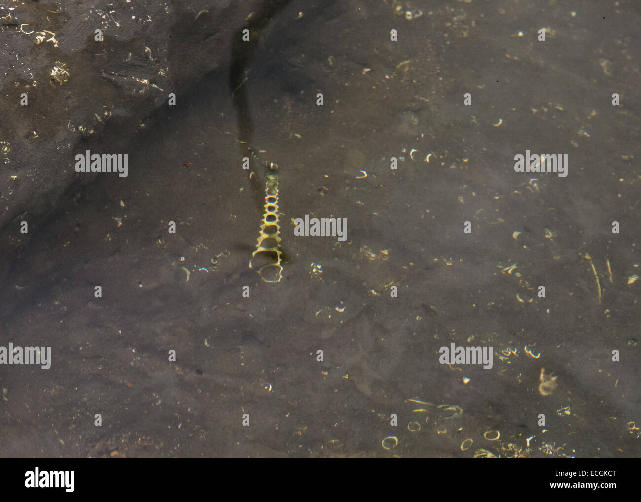 Ancient Fossils in a River Bed, Ecuador Stock Photo Alamy