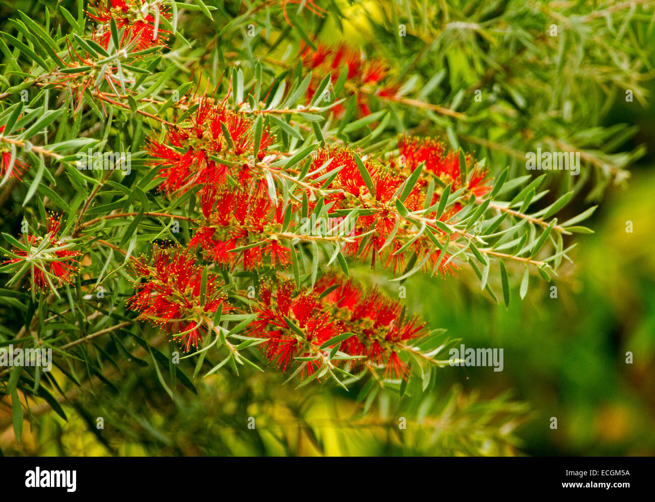 Large cluster of vivid red bottlebrush flowers and green leaves of Callistemon citrinus, Australian native shrub Stock Photo