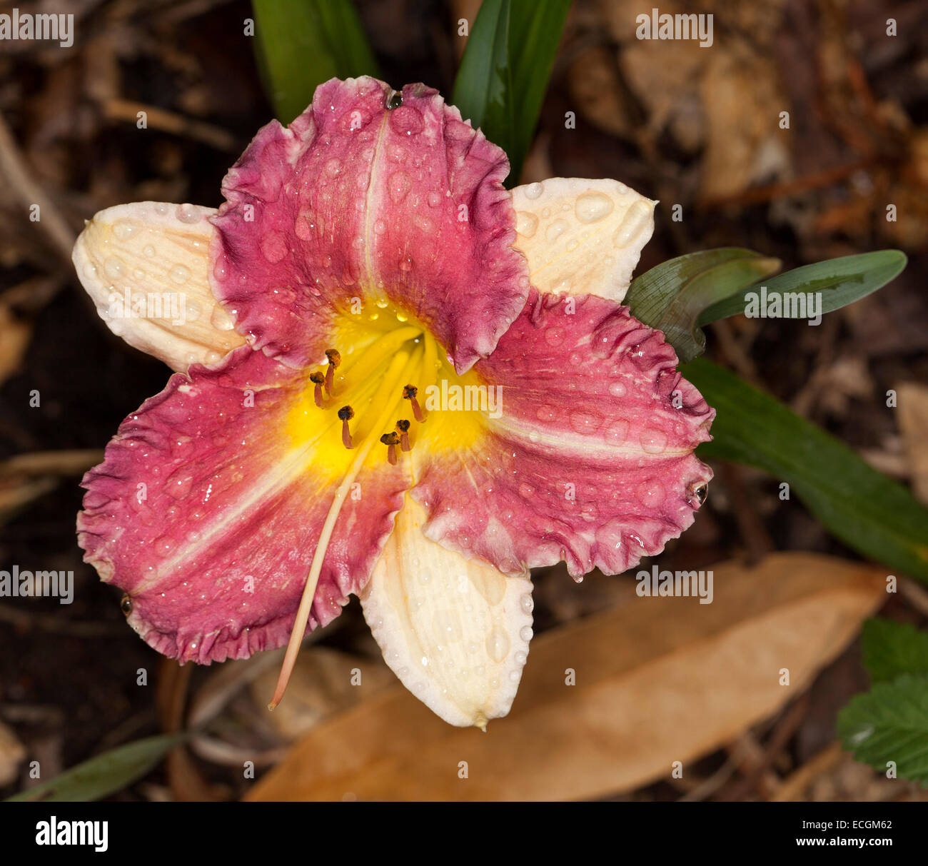 Spectacular bright red & cream daylily flower 'Roses in Snow', with yellow throat & raindrops on petals against dark background Stock Photo