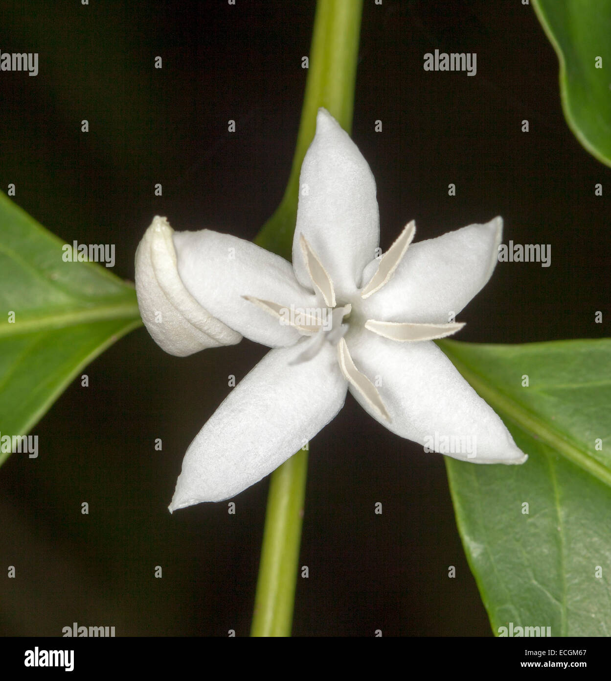 Single white flower surrounded by fragments of emerald leaves  of coffee tree, Coffee arabica, against black background Stock Photo