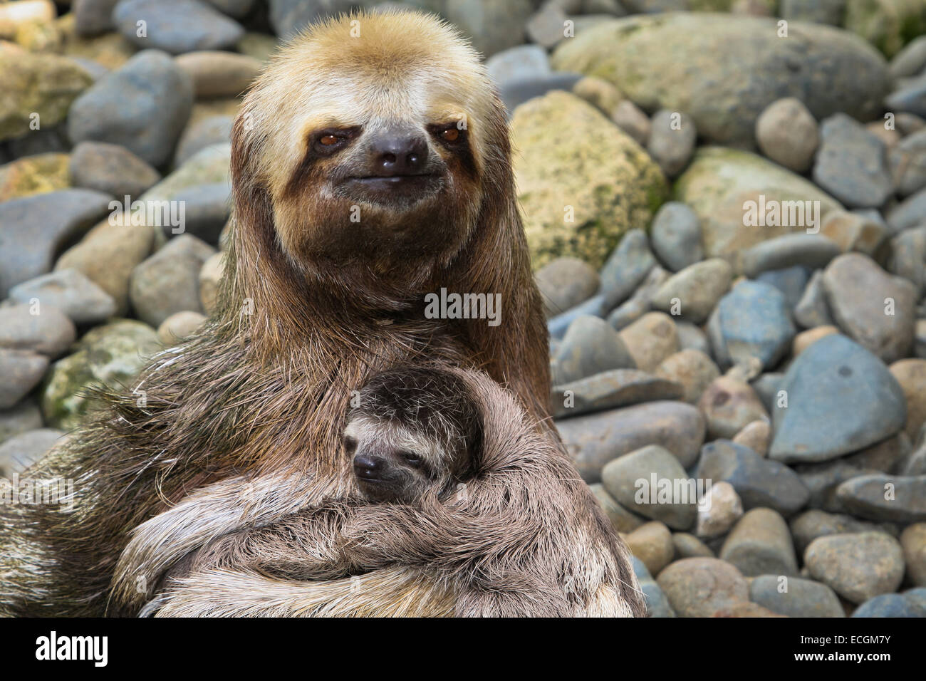 Three-toed Sloth with a Baby, Ecuador Stock Photo