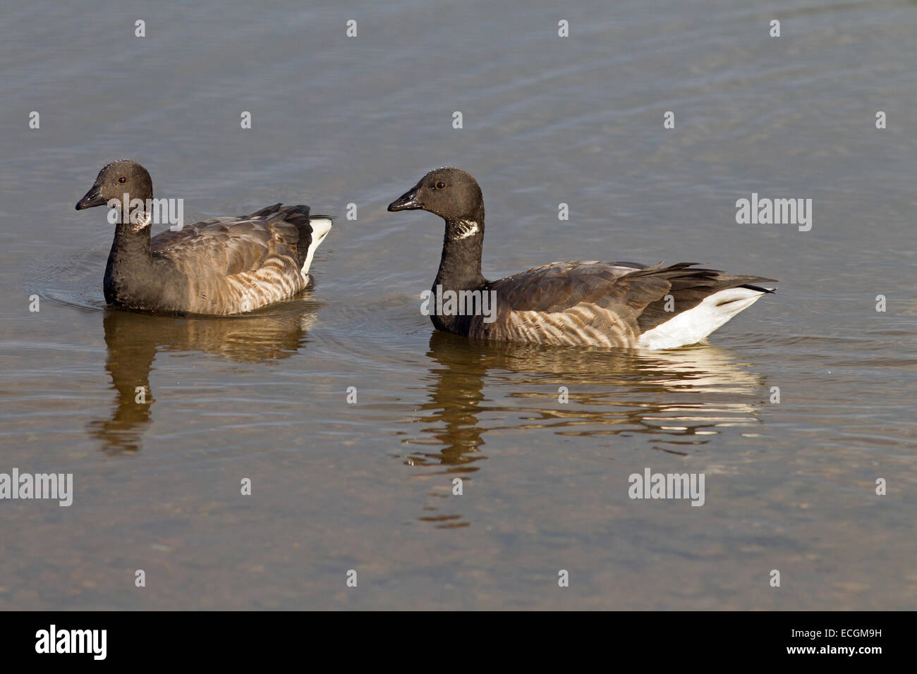 Brent Geese Branta bernicla in swimming in creek Norfolk UK Winter Stock Photo