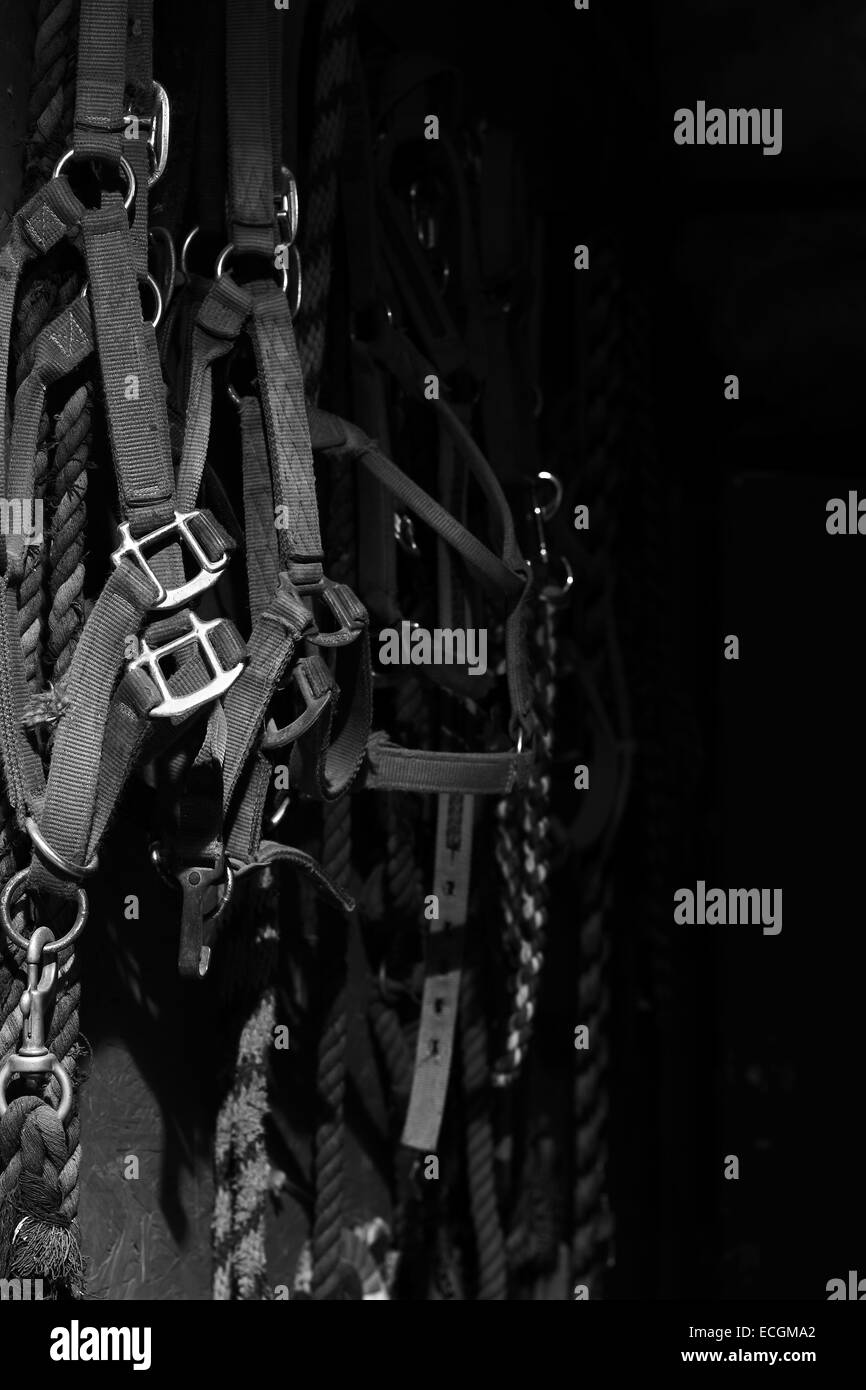 A Still Life photo of Harnesses Bridles and Ropes hanging on a barn wall. Stock Photo