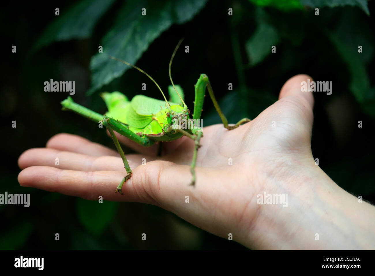 Female Malaysian Jungle Nymph as a pet on a person's hand. This walking stick insect is said to be one of the largest insects in Stock Photo