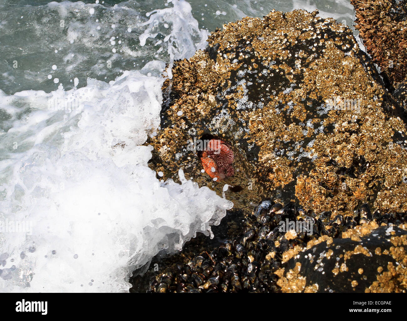 Barnacles, Mussels, and Starfish Getting Splashed with Waves. Florence, Oregon, USA Stock Photo