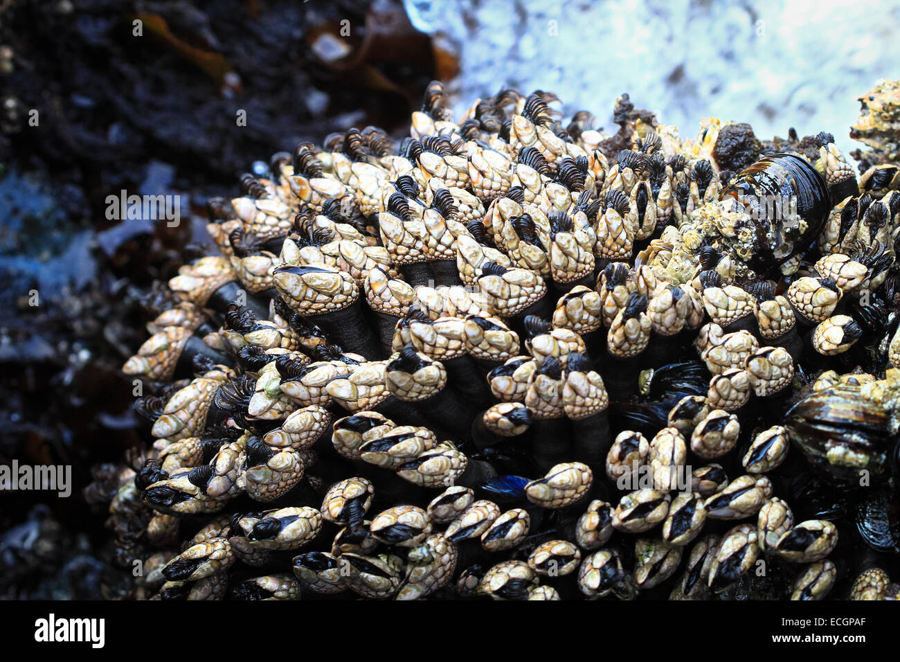 Mussels and Barnacles on a Rock Jetty in Florence, Oregon, USA Stock