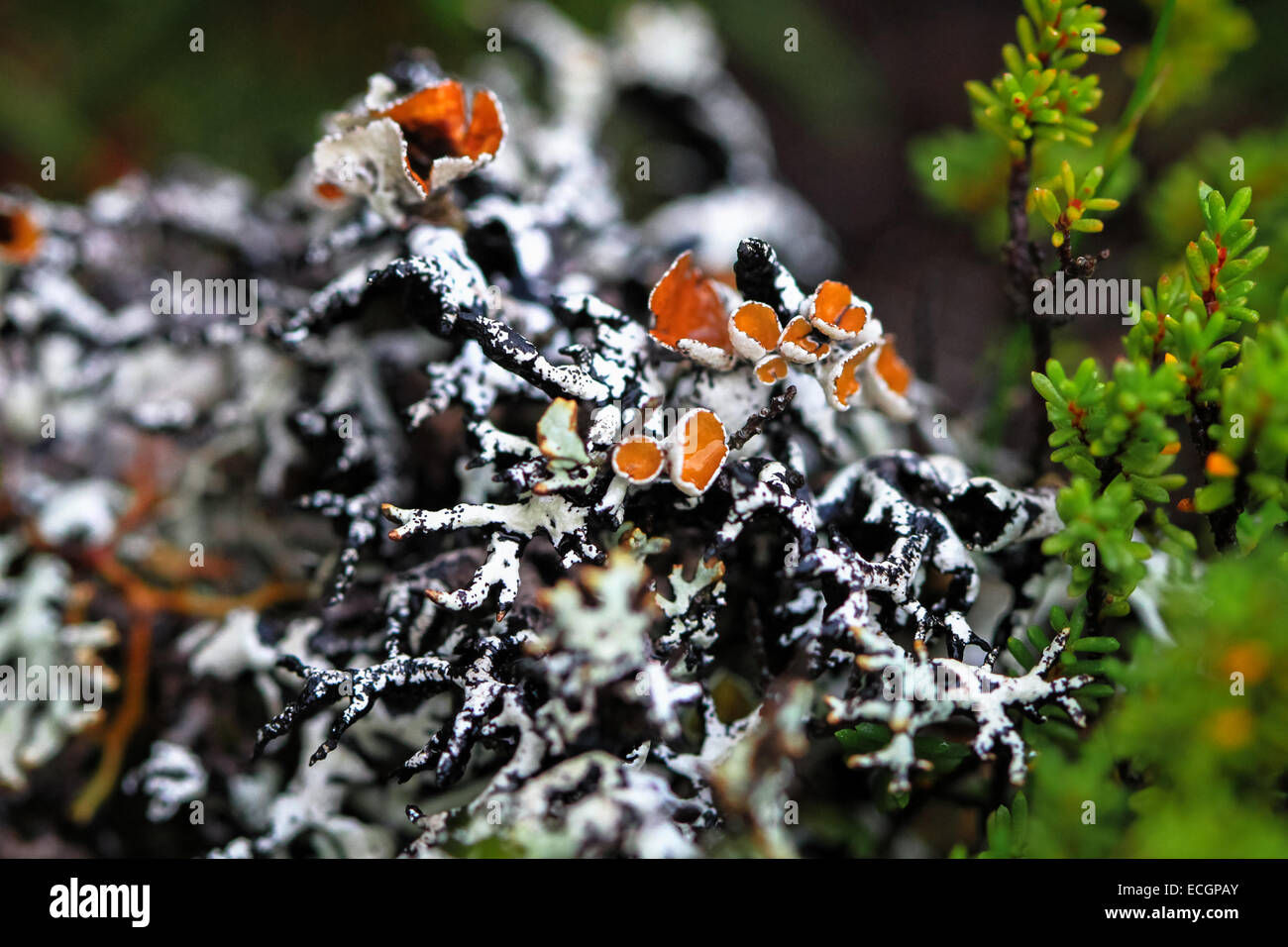 Hypogymnia Lichen in Tasmania, Australia Stock Photo