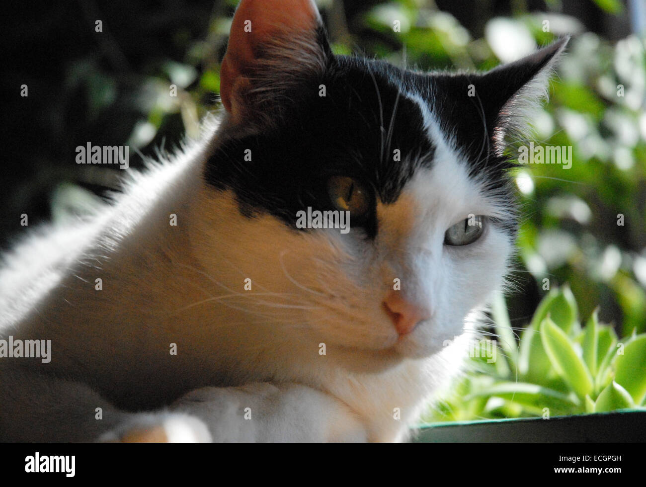 Black and white cat with green eyes laying in sunlight in front of ...