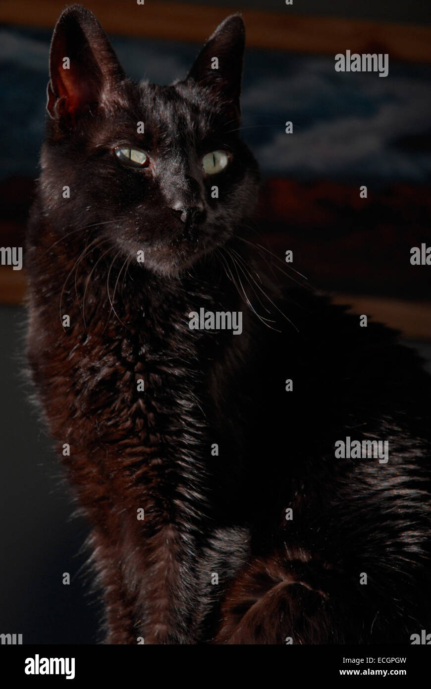 Black cat green eyes hires stock photography and images Alamy