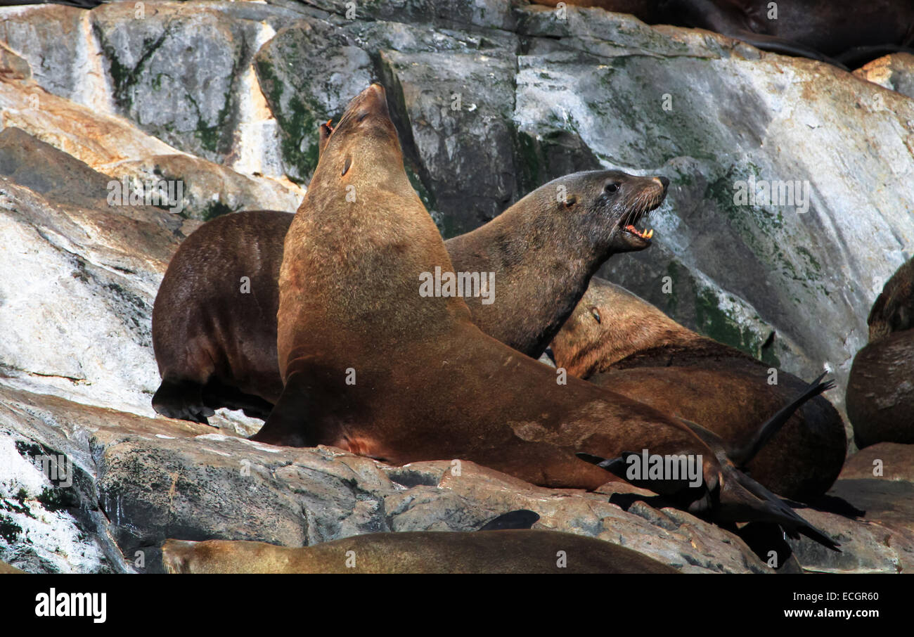 Fur Seals on Bruny Island, Tasmania, Australia Stock Photo
