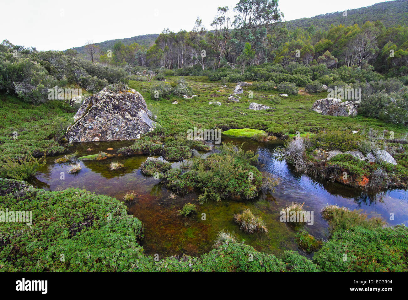 Wetlands of the Walls of Jerusalem National Park, Tasmania, Australia Stock Photo Alamy Wetlands of the Walls of Jerusalem National Park, Tasmania, Australia Stock Photo Alamy