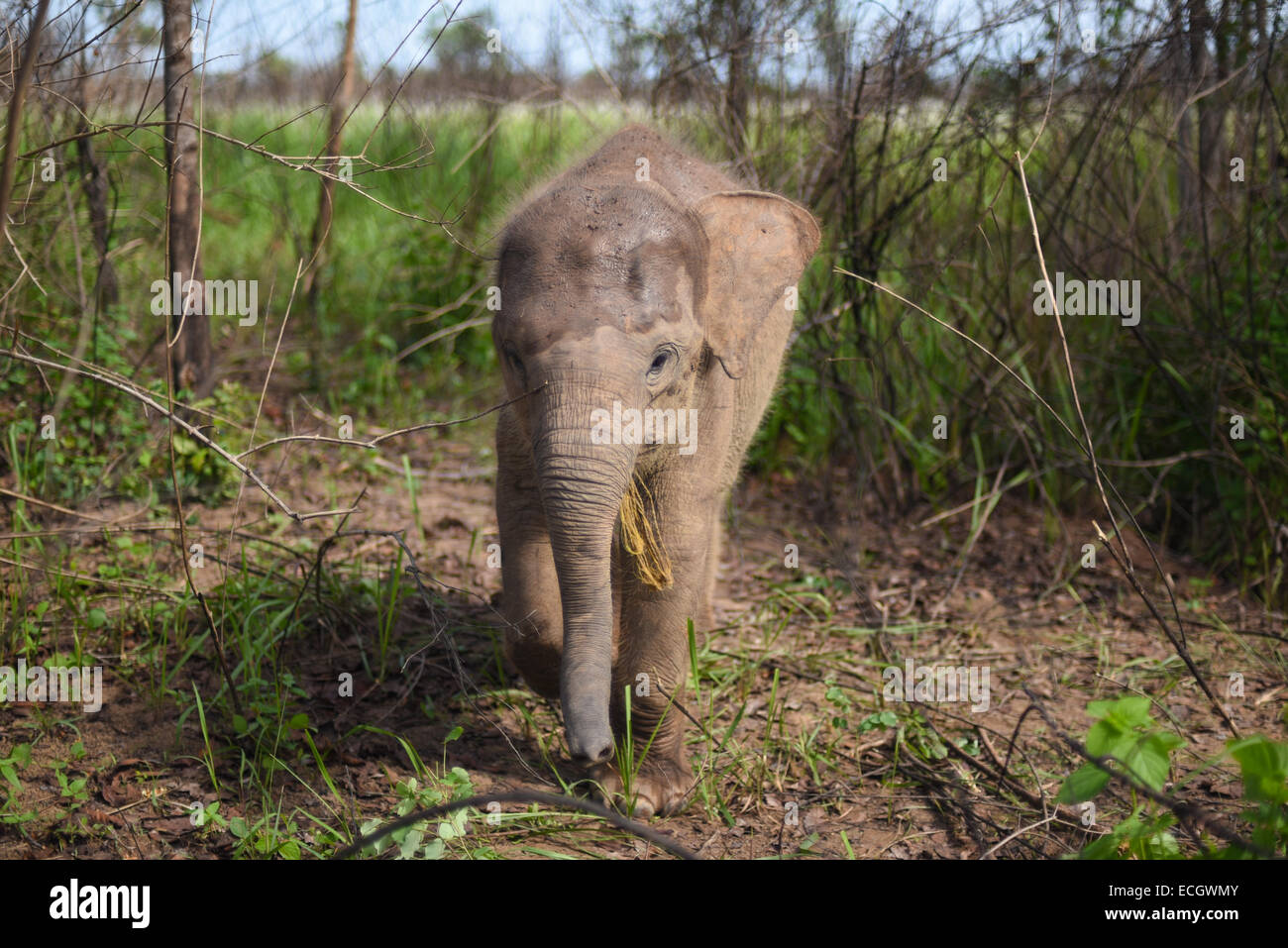 A Sumatran elephant baby in Way Kambas National Park, Sumatra, Indonesia. Stock Photo