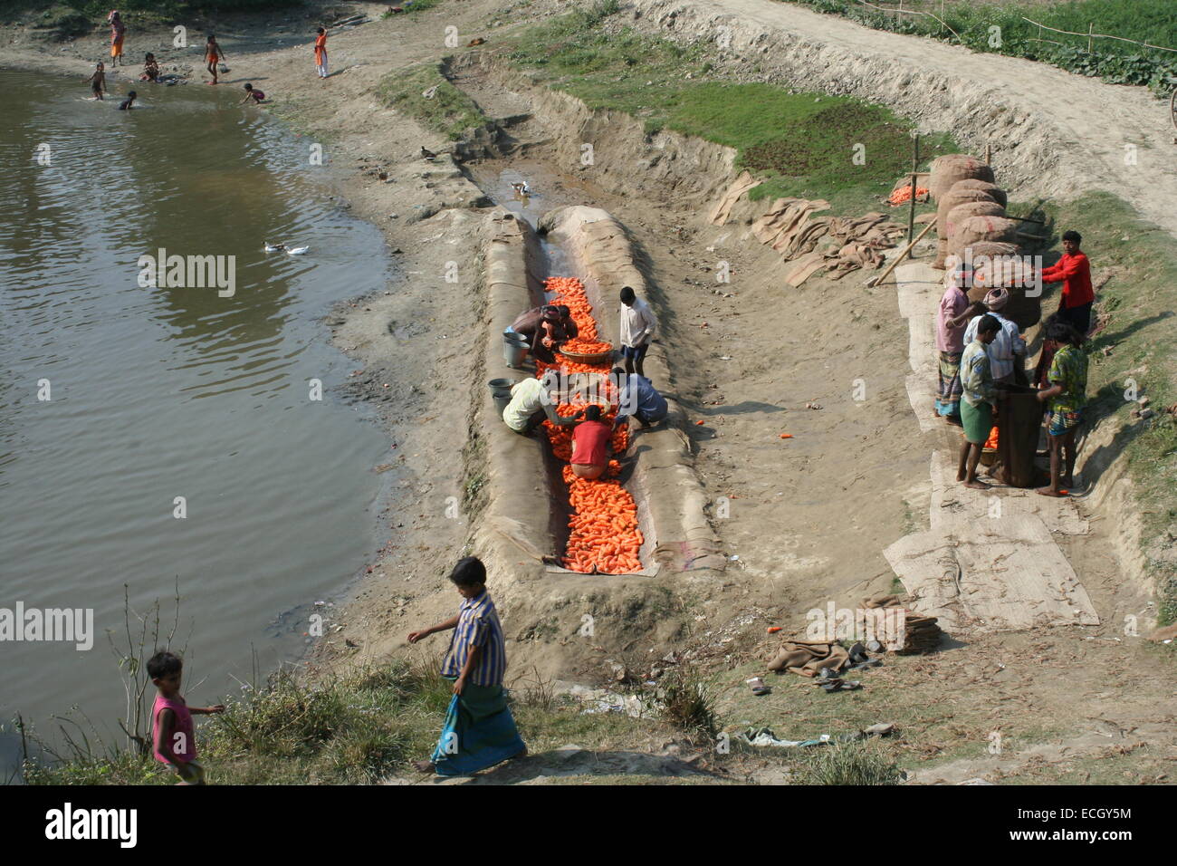 Carrot farmer cleaning fresh carrot produce in Dhaka.  Carrot Stock Photo