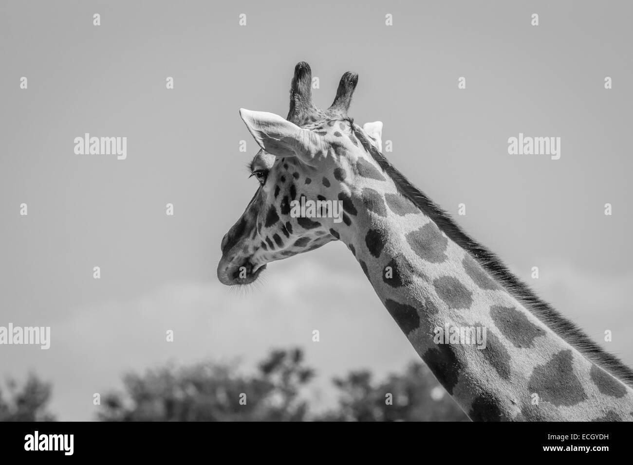 Giraffe. Black and white Stock Photo Alamy