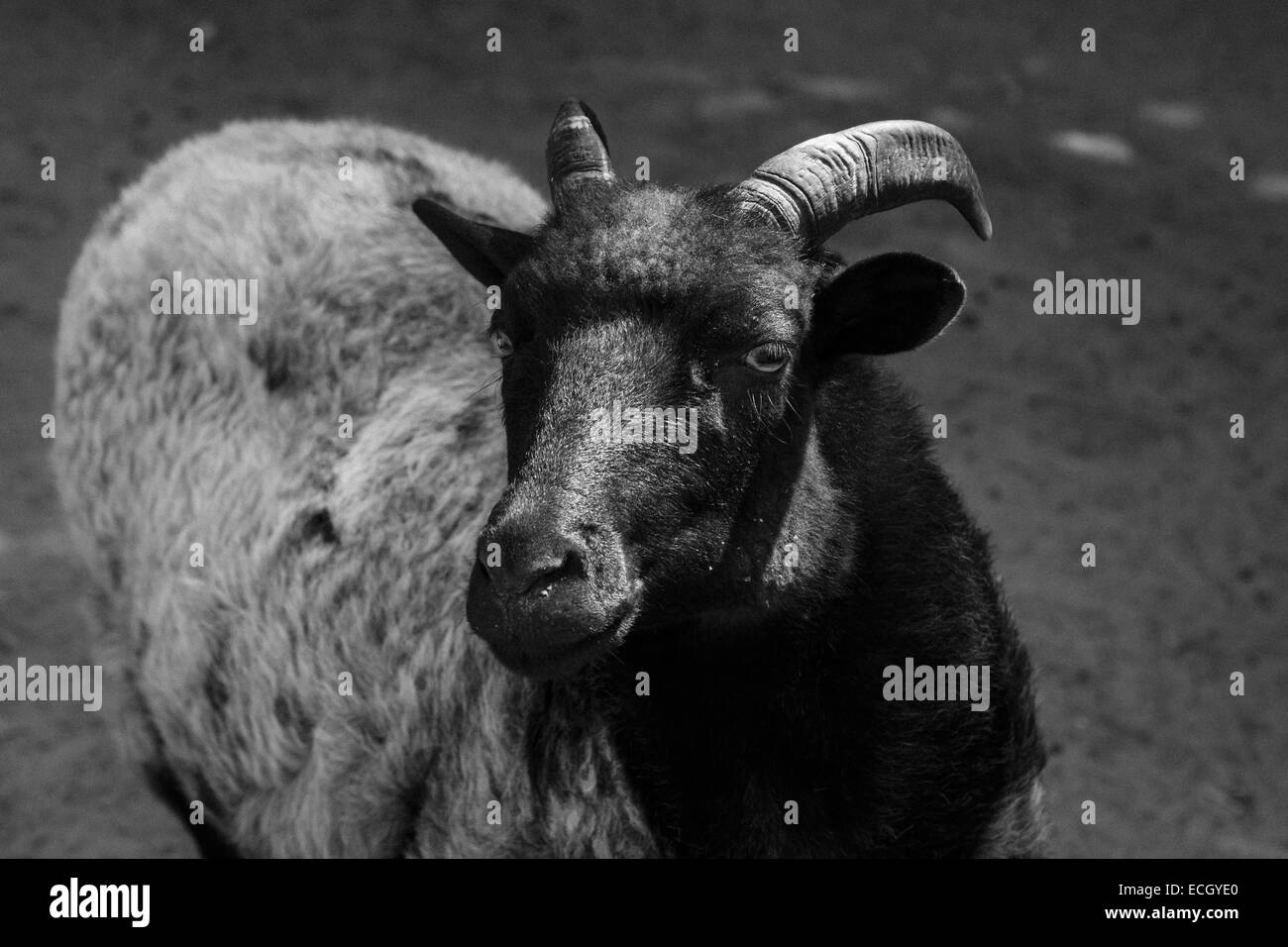 Merino sheep Black and White Stock Photos & Images Alamy
