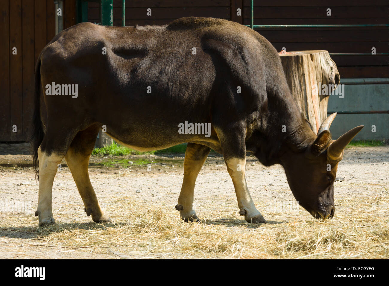 Banteng (Bos javanicus) Stock Photo