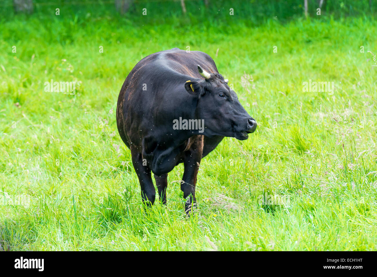 black cow in a green pasture on cattle farm Stock Photo - Alamy