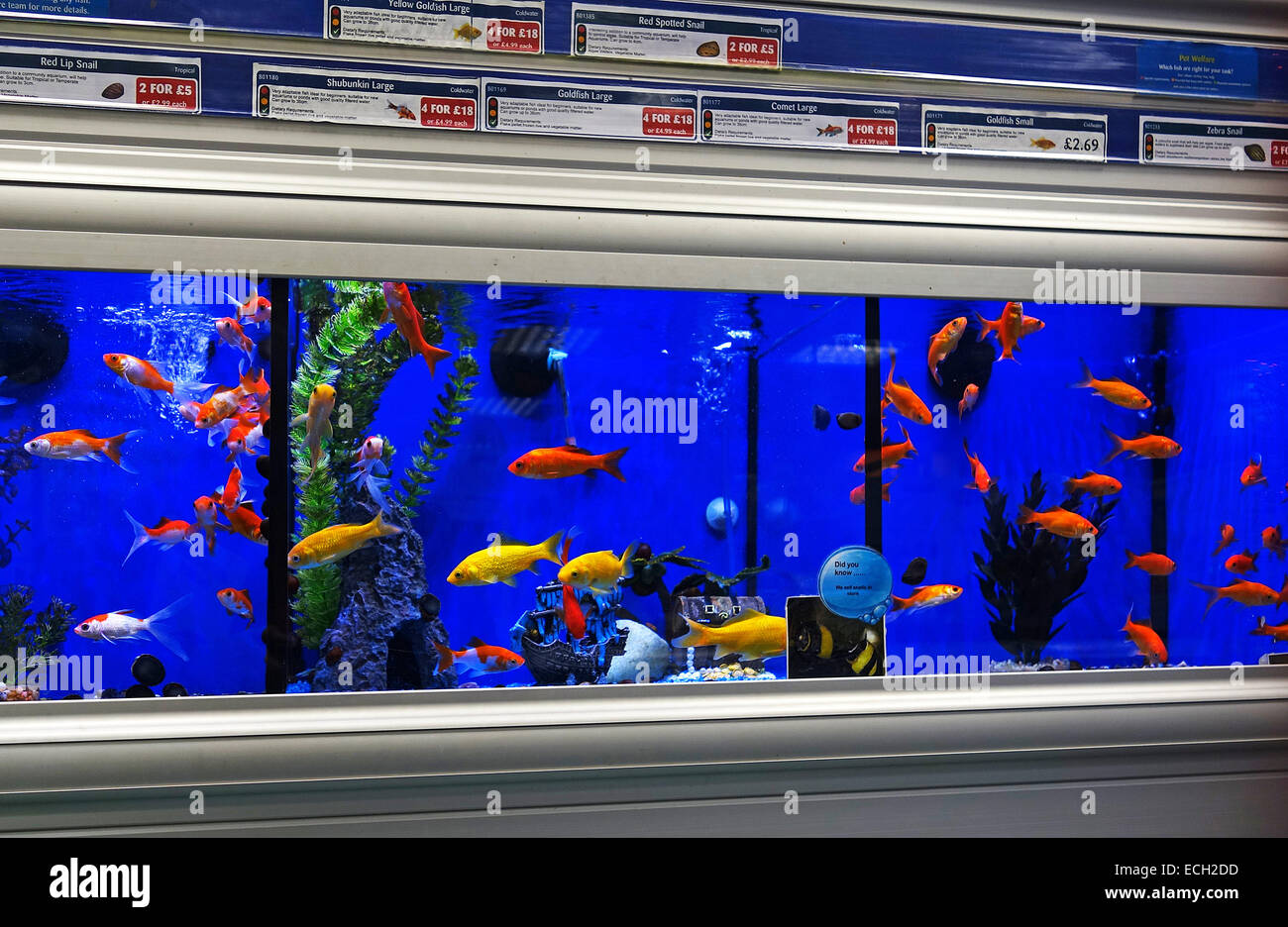 gold fish in a pet shop Stock Photo - Alamy