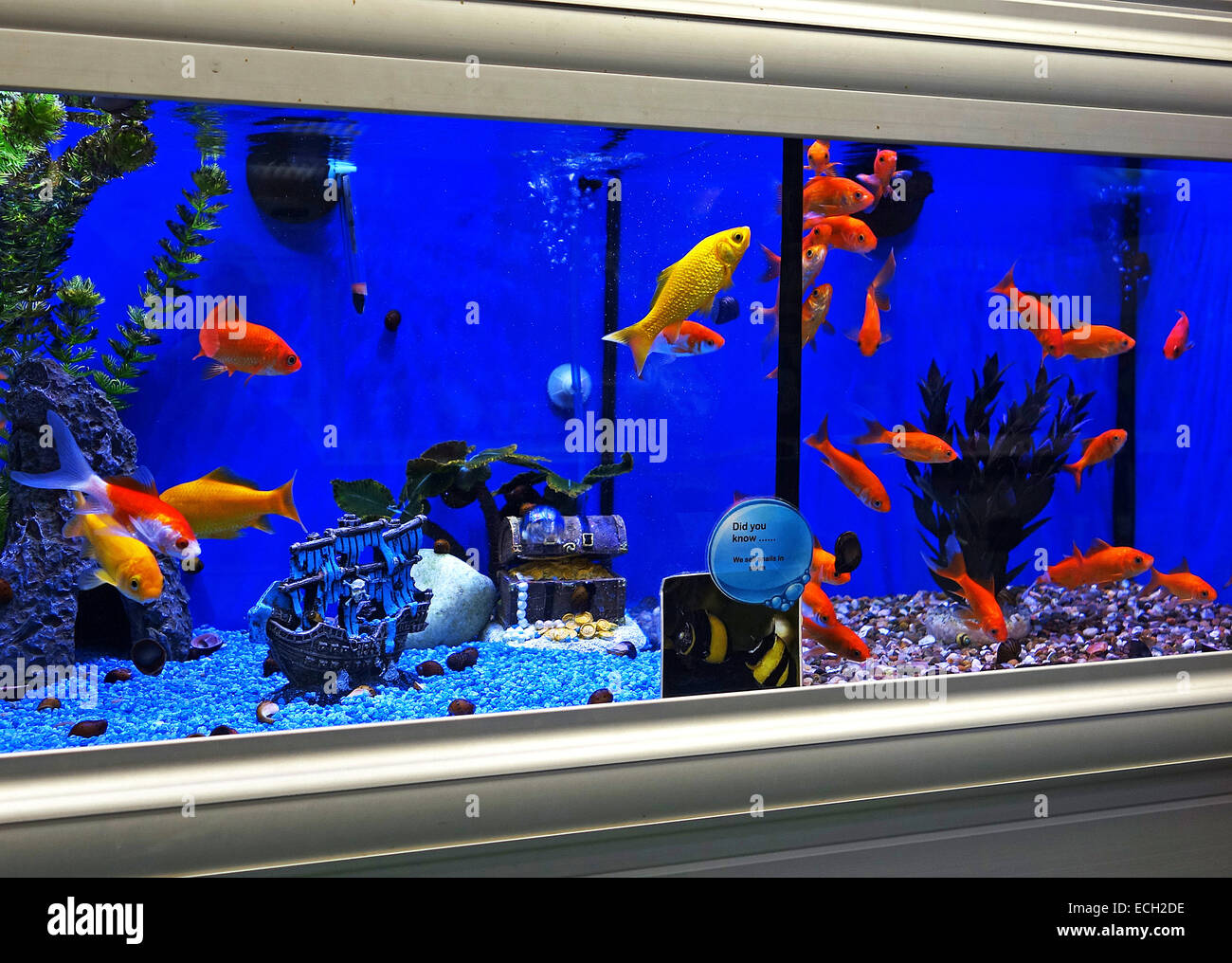 gold fish in a pet shop Stock Photo
