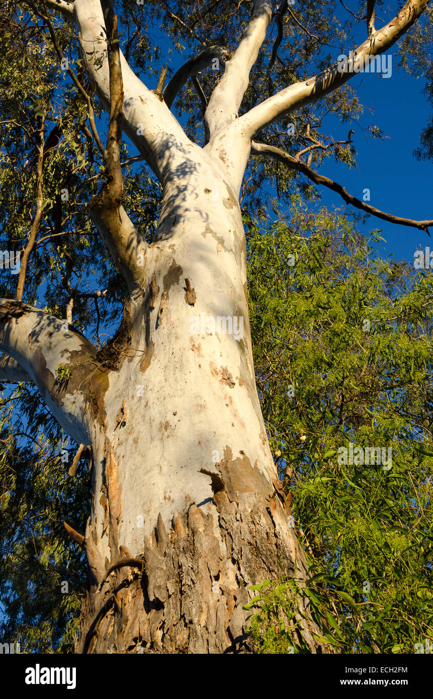 Gum tree, eucalyptus, Goondiwindi, Queensland, Australia Stock Photo