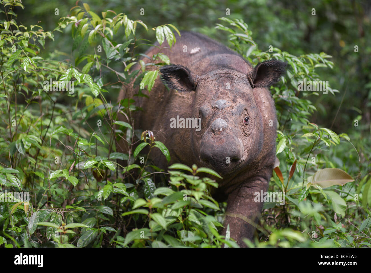 Young Sumatran rhino (Dicerorhinus sumatrensis) named Andatu in Sumatran Rhino Sanctuary (SRS), Way Kambas National Park, Indonesia. Stock Photo