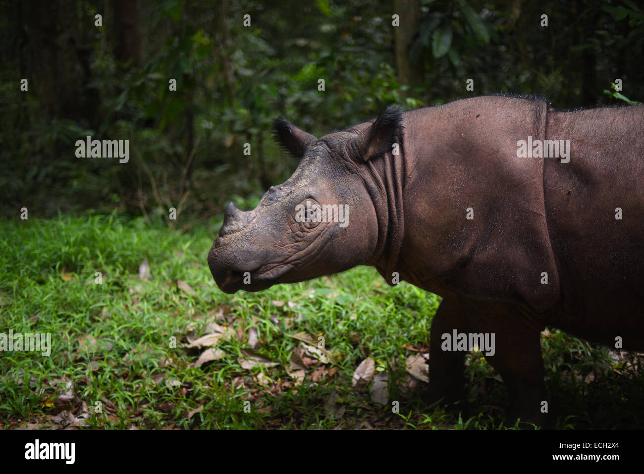 Bina, a Sumatran rhinoceros live in captivity in Way Kambas National Park, Sumatra, Indonesia. Stock Photo