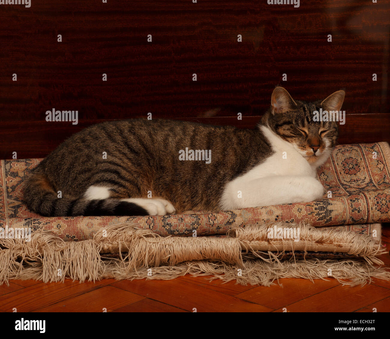 the cat sat on the mat Stock Photo Alamy