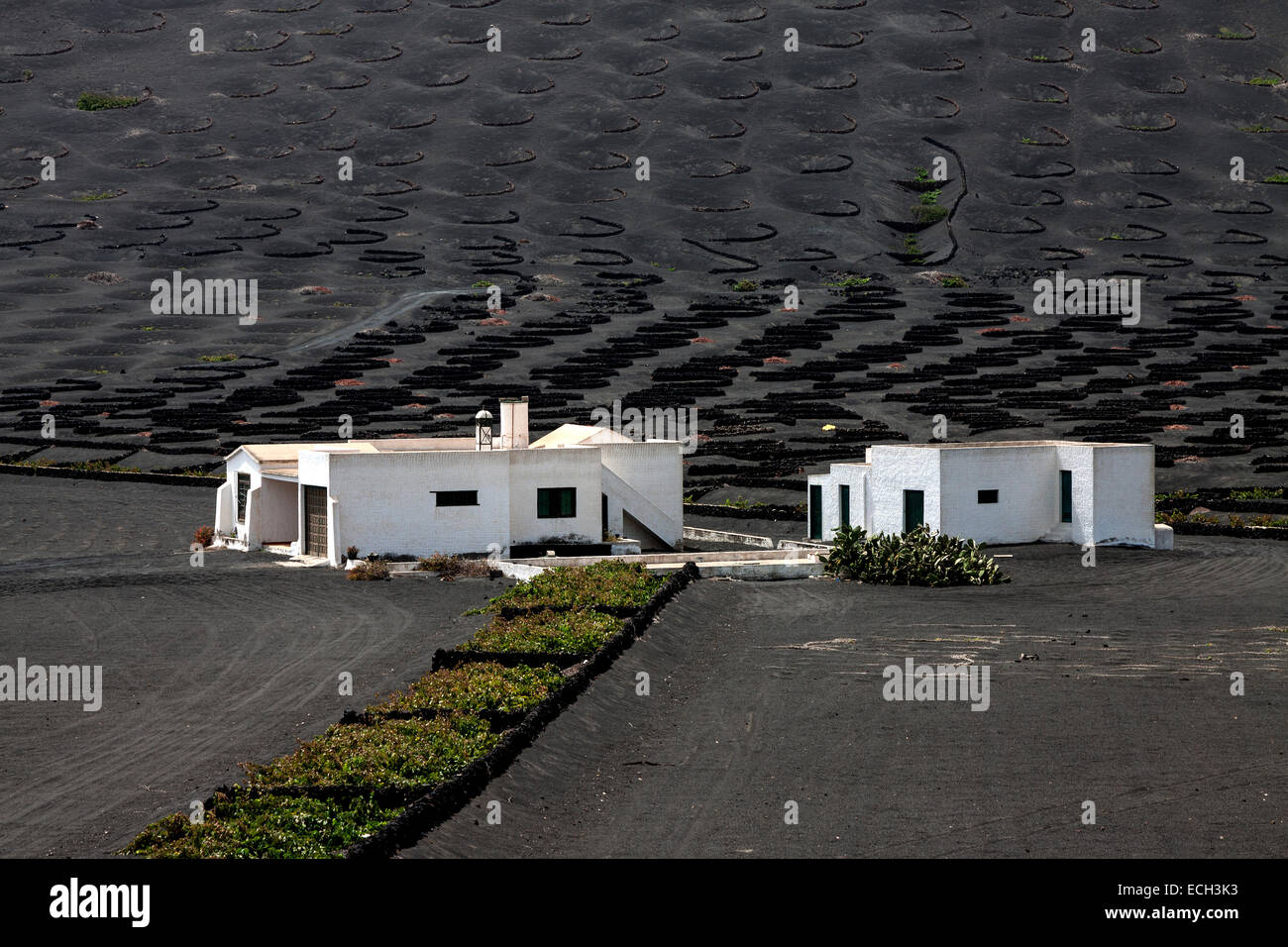 White houses in the wine-growing region La Geria, Lanzarote, Canary Islands, Spain Stock Photo