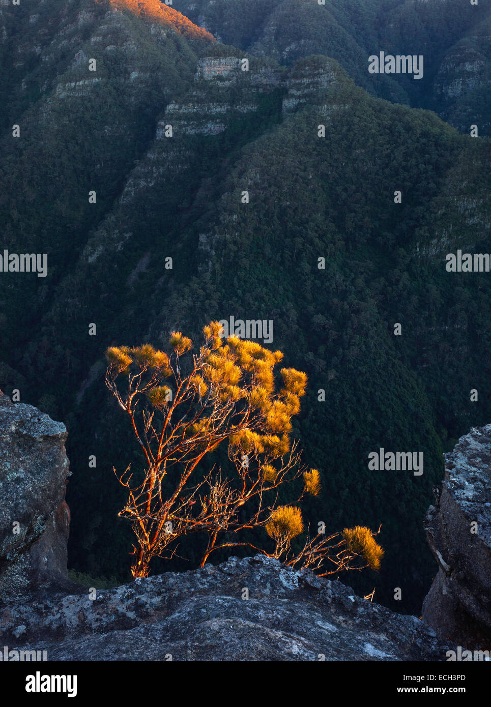 First light catches an Allocasuarina perched on a cliff edge overlooking Thurat Spires, Kanangra Boyd National park, Australia Stock Photo