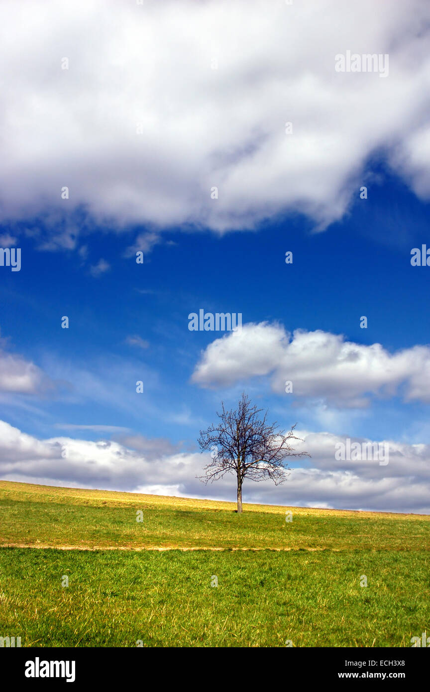 Green field and lonely tree against blue sky and clouds Stock Photo - Alamy