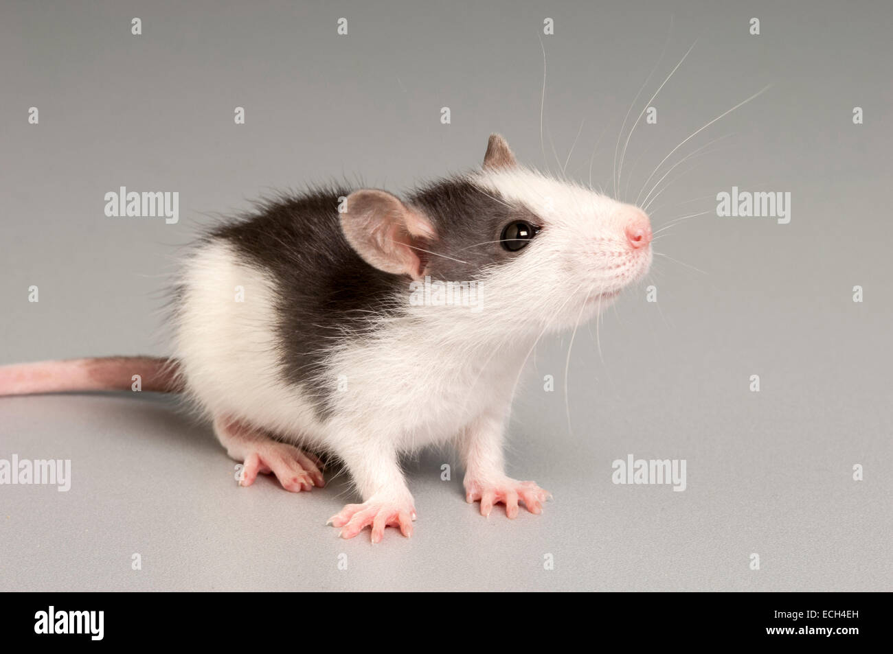 Rattus rattus black rat hi-res stock photography and images - Alamy