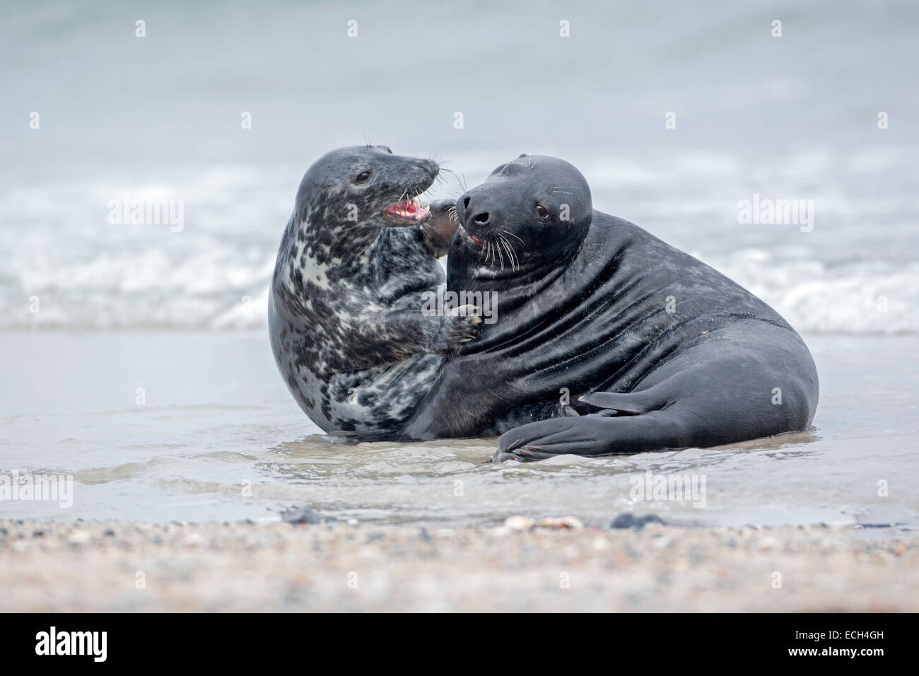 Gray seals (Halichoerus grypus), mating, Heligoland, Schleswig-Holstein, Germany Stock Photo
