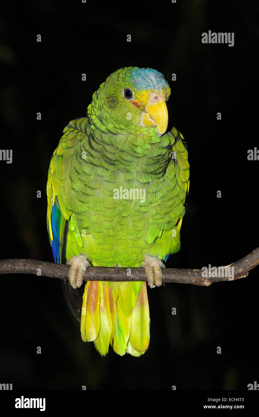 Blue-fronted parrot (Amazona aestiva), Xcaret, eco-archeological park, Playa del Carmen, Quintana Roo state, Mayan Riviera Stock Photo