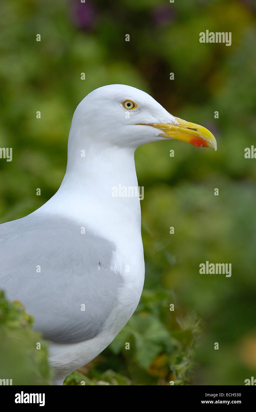 Herring Gull (Larus argentatus) on nest Stock Photo Alamy