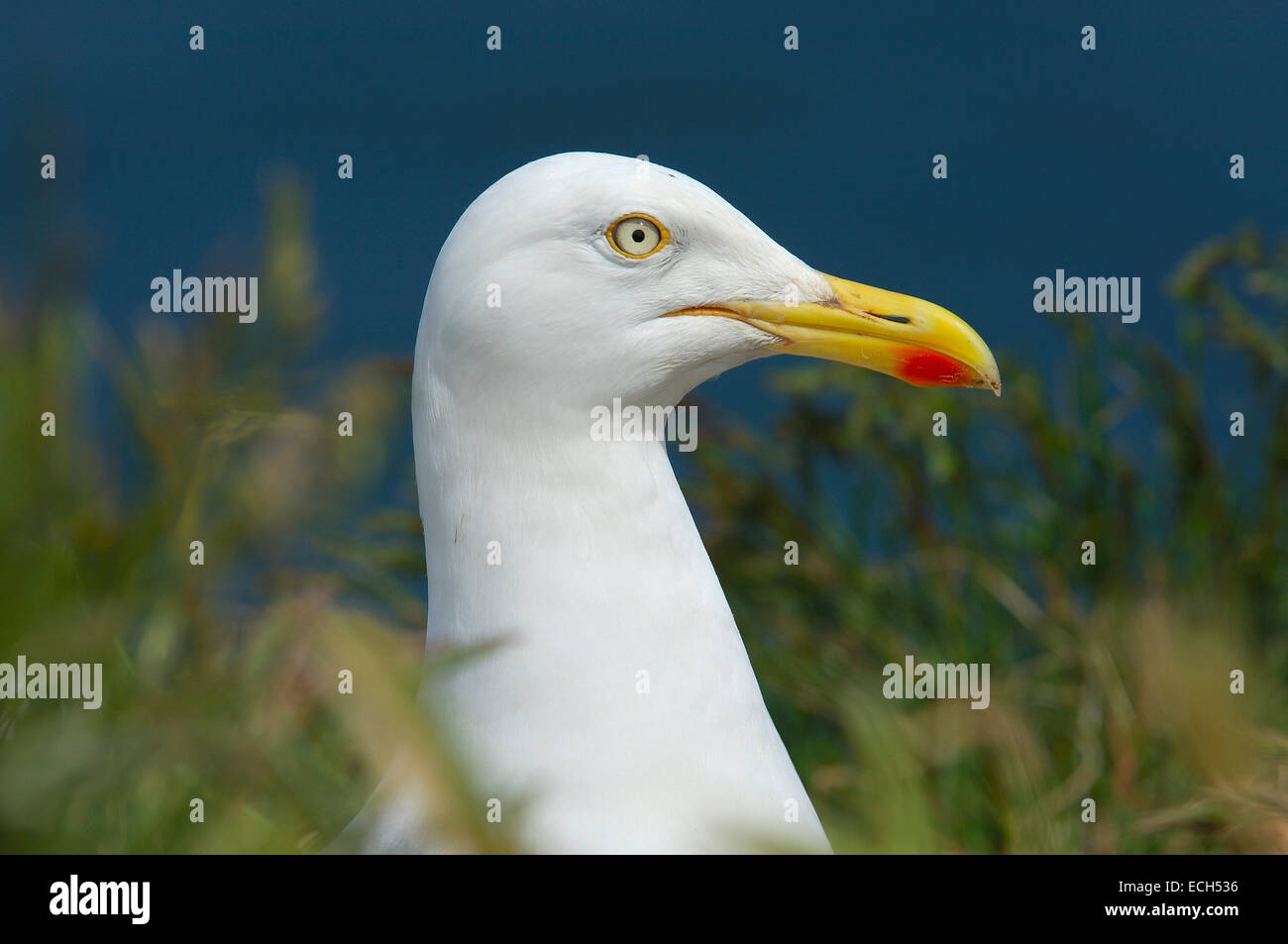 Herring Gull (Larus argentatus) on nest Stock Photo Alamy