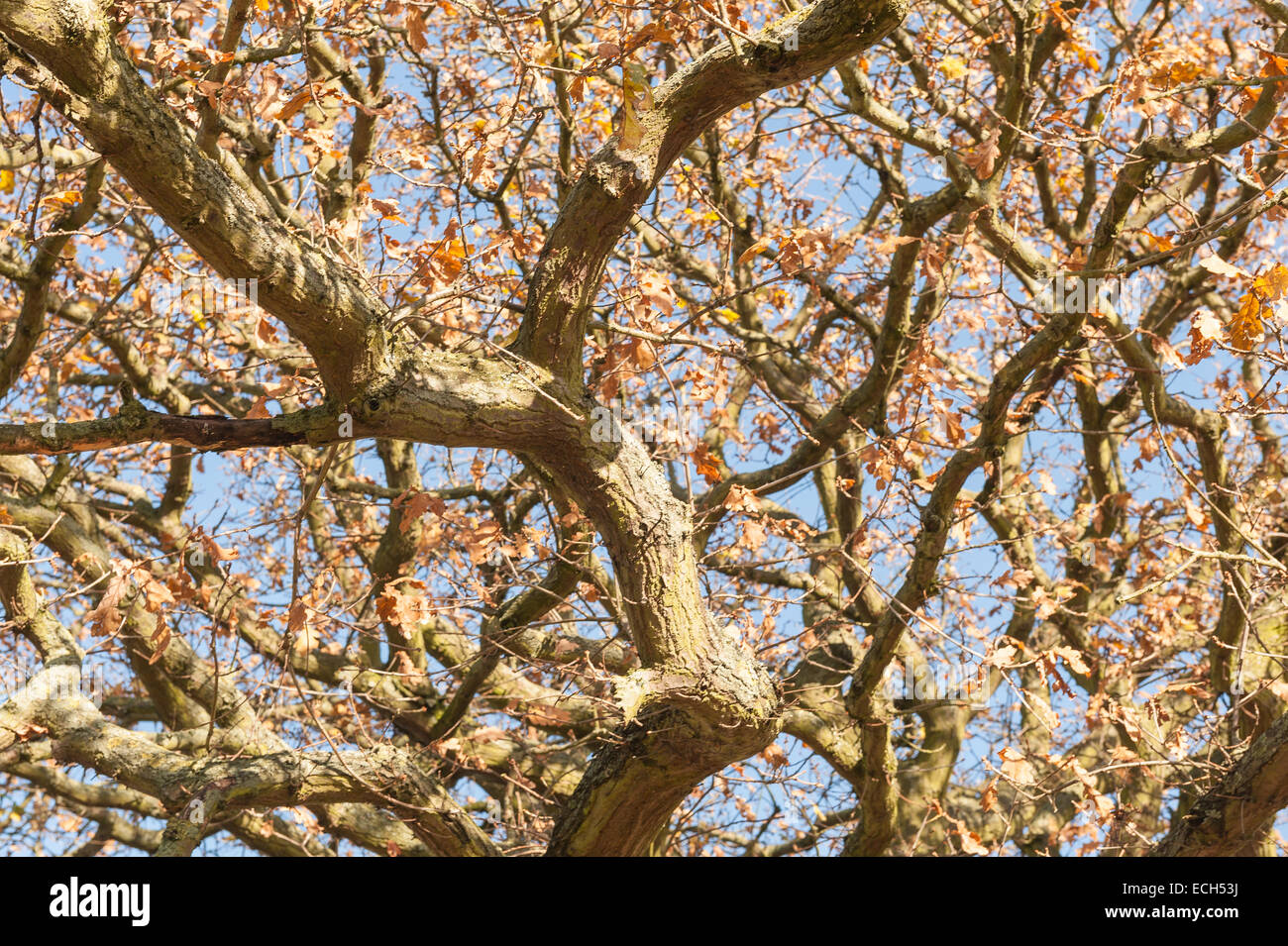 twisted tangled distorted interwoven mass of old oak branches with few autumn leaves left against blue sky Stock Photo