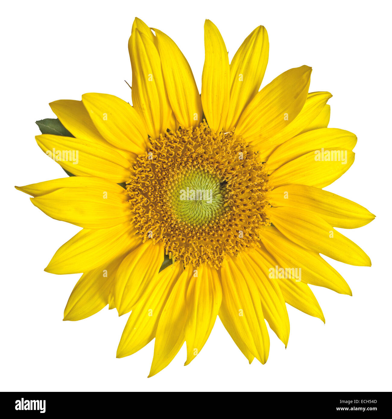 sunflower isolated on white Stock Photo - Alamy