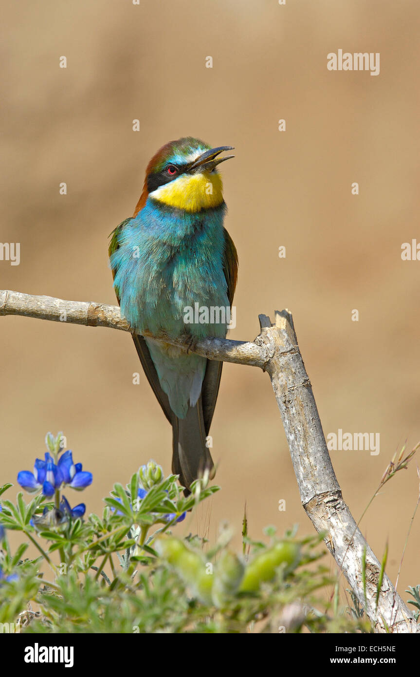 Merops apiaster singing hi-res stock photography and images - Alamy