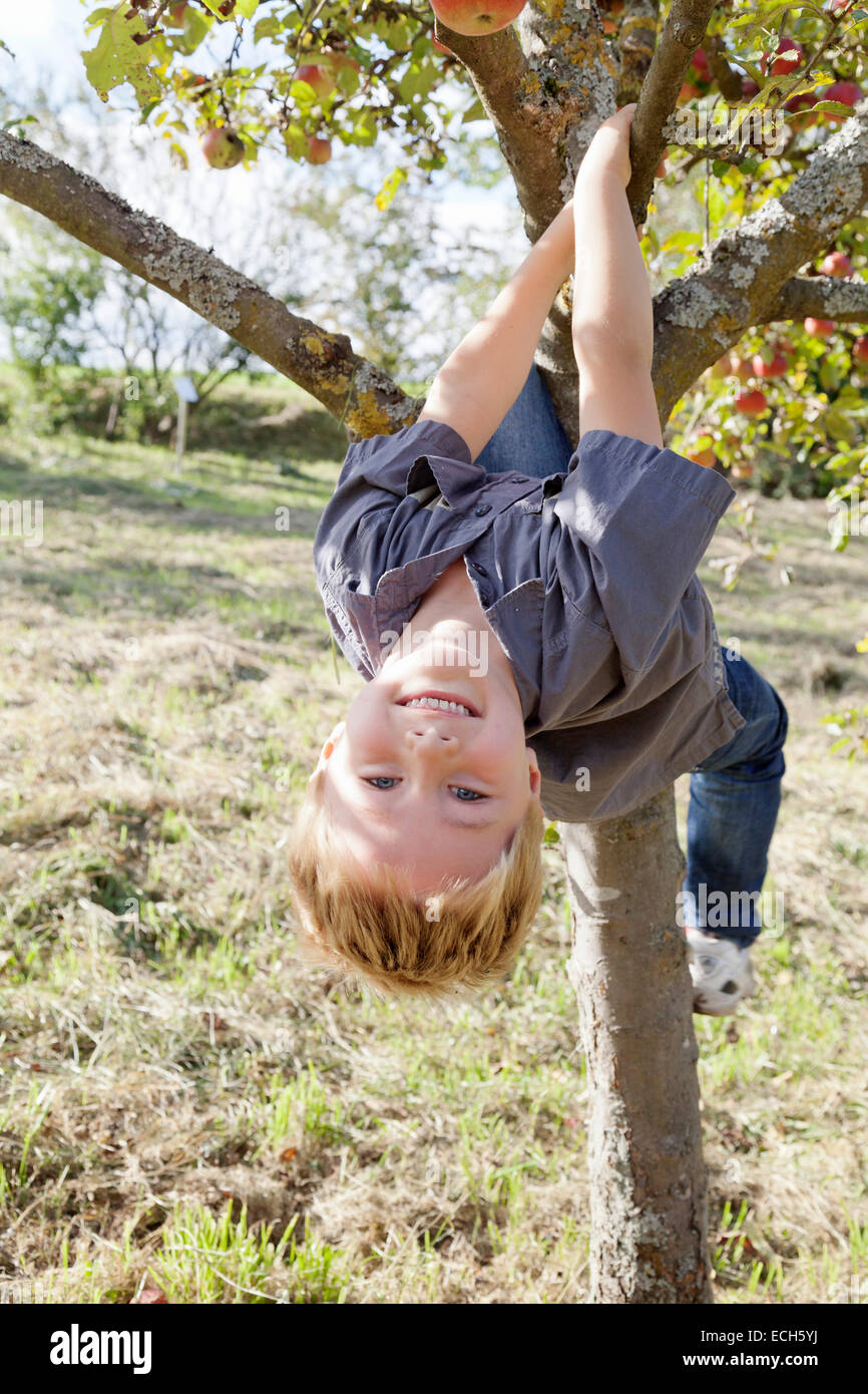 Boy, five, years, hanging upside down in an apple tree Stock Photo