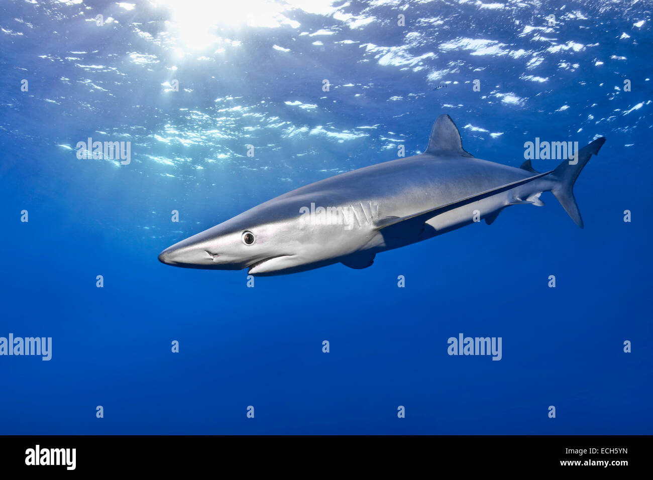 Blue shark (Prionace glauca), Azores, Portugal Stock Photo