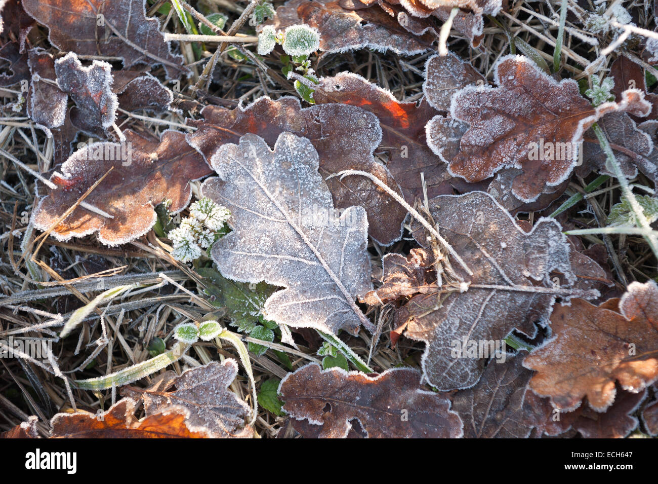 bitter cold frosty morning leaf litter oak leaves coated in coating of frost in late autumn