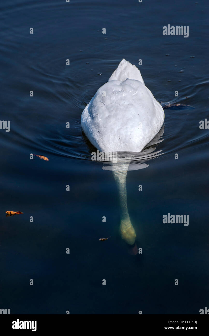 Mute Swan (Cygnus olor) dabbling, Bavaria, Germany Stock Photo