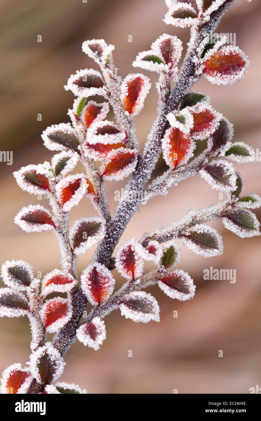 Frozen frost covered cottoneaster shrub a great food source for birds over winter shallow depth of field Stock Photo