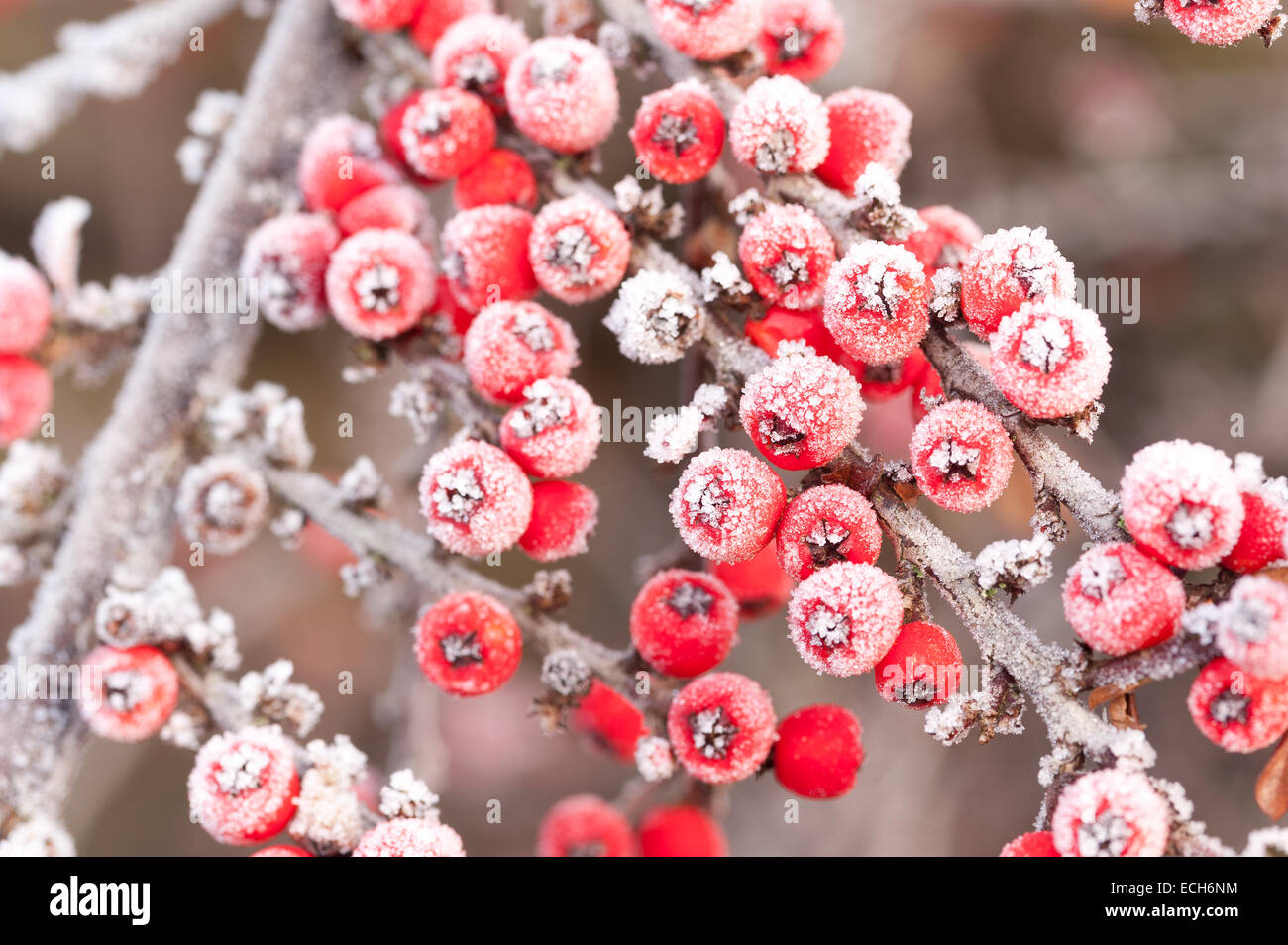Frozen frost covered red berries cottoneaster shrub a great food source for birds over winter shallow depth of field Stock Photo