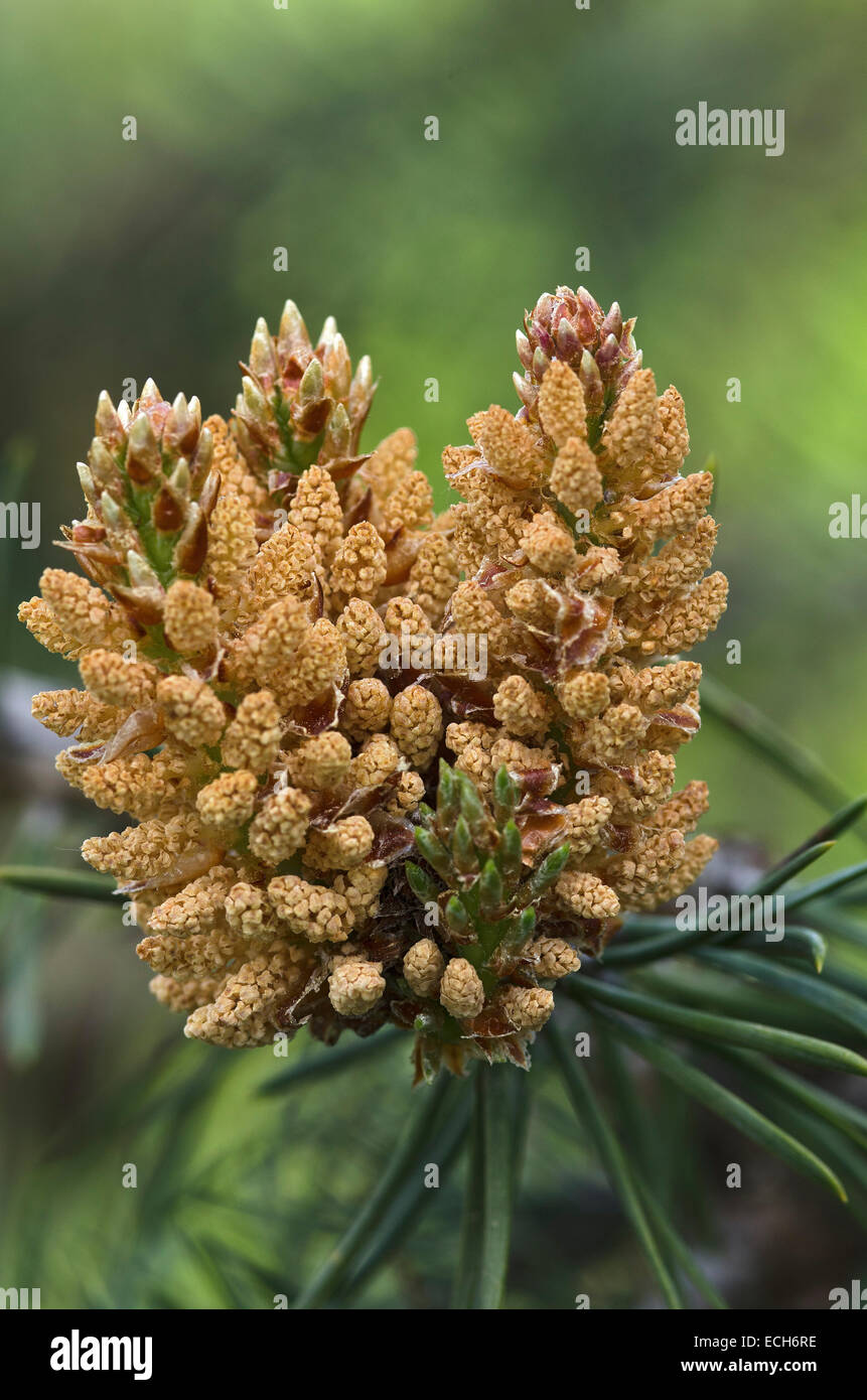 Stone Pine (Pinus pinea), florescence, South Tyrol, Italy Stock Photo