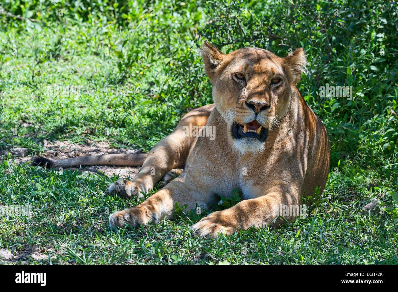 Lioness (Panthera leo) resting in the shade, Tanzania Stock Photo