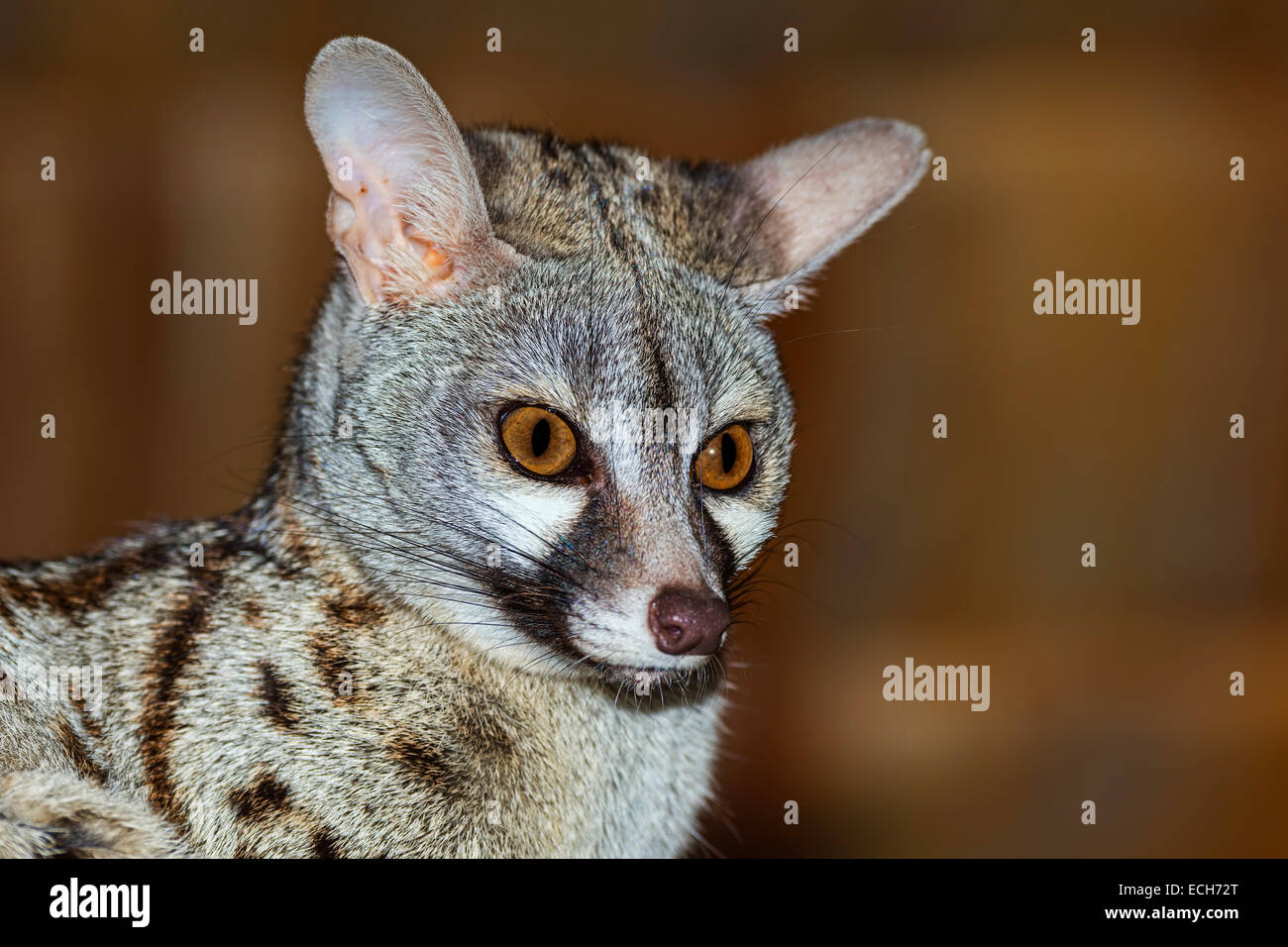 Genet (Genetta tigrina), Tanzania Stock Photo